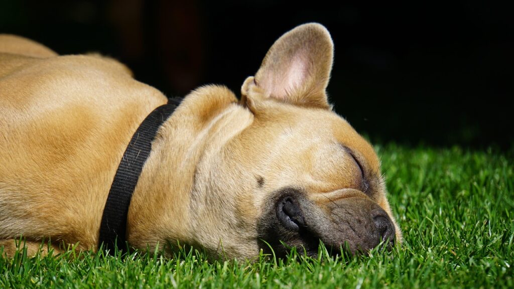九州で犬と楽しむおすすめの観光スポットは？