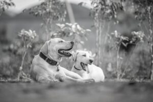 九州で犬と泊まれるグランピングのおすすめスポットは？