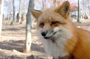 九州で犬と泊まれる貸別荘のおすすめはどこですか？