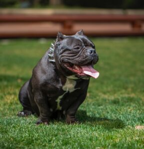 愛犬と泊まれる温泉宿がある九州のおすすめスポットは？
