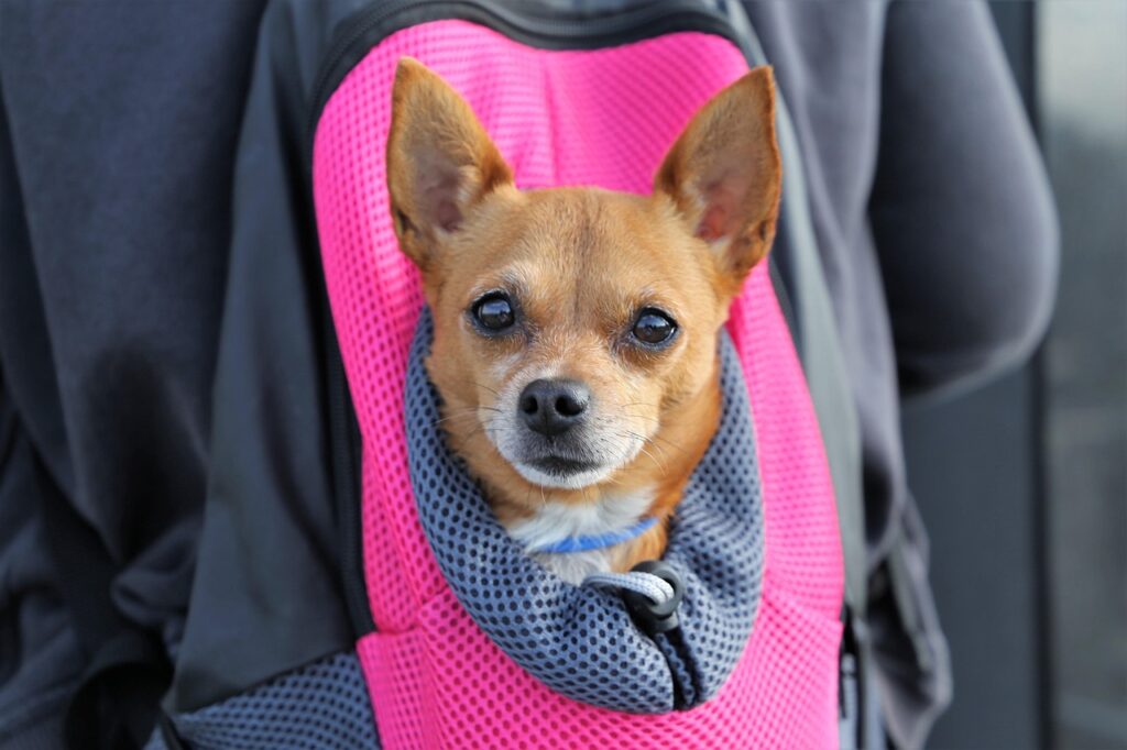 愛犬と泊まれる温泉宿九州でのおすすめプランは？