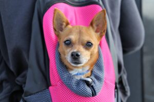 愛犬と泊まれる温泉宿九州でのおすすめプランは？
