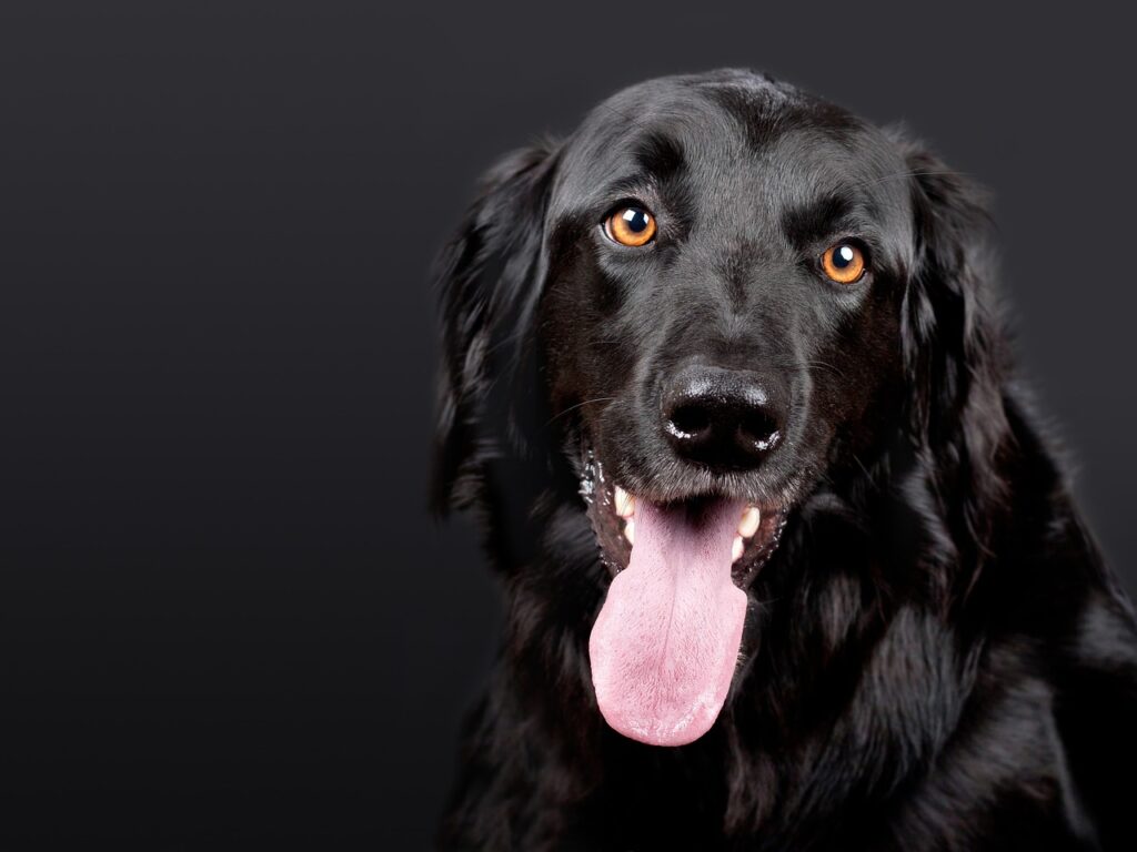 犬と一緒に泊まれる九州の宿はどこが人気？