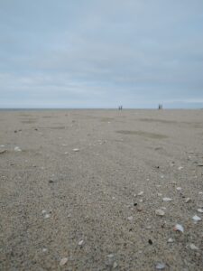 犬と入れる九州の海水浴場はどこですか？