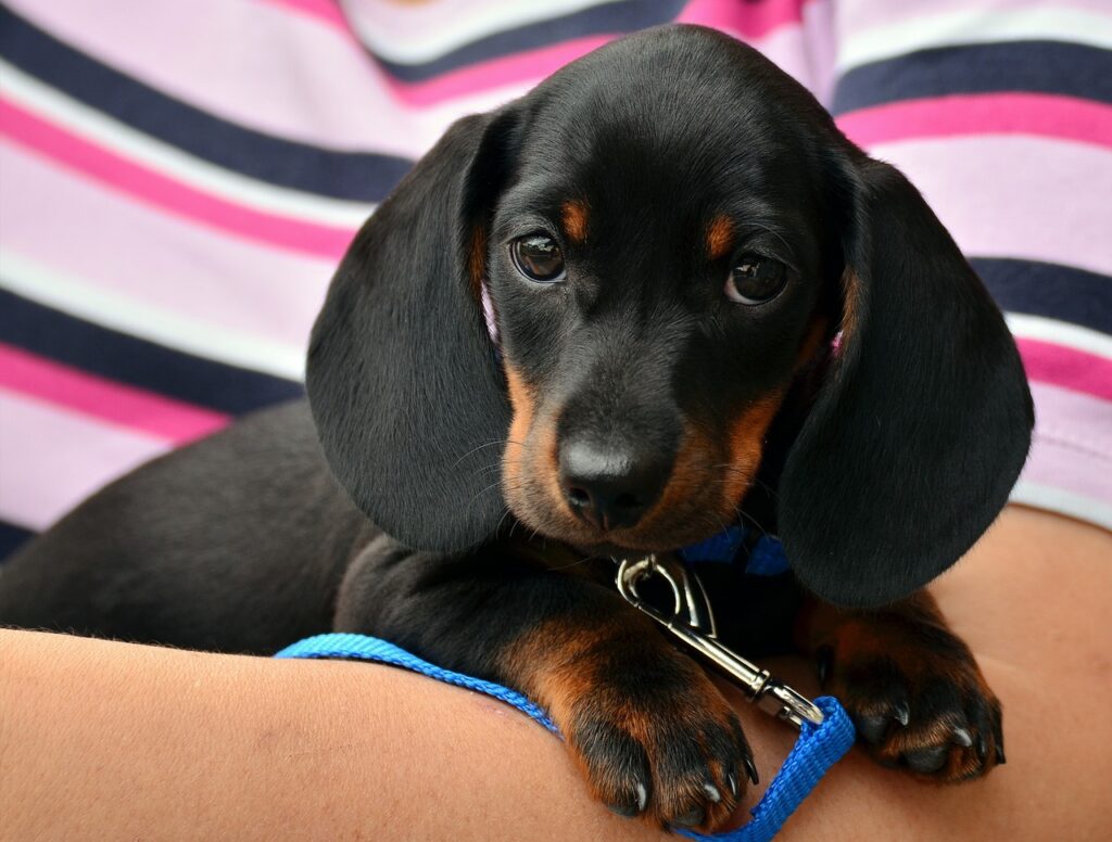 犬同伴可のホテルが九州で見つかるおすすめスポットは？