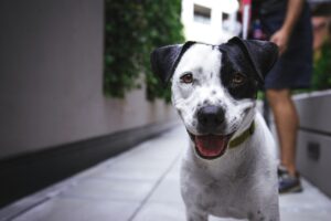 犬同伴可のホテルが揃う九州のおすすめ宿泊施設は？