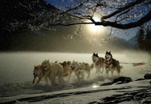 犬連れで楽しむ九州旅行の電車移動のコツは？