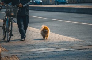 犬連れの九州旅行におすすめのベストシーズンは？