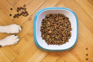 九州で大型犬と一緒に宿泊できるおすすめの宿は？