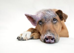 九州で犬と一緒に楽しむ旅行のおすすめスポットは？