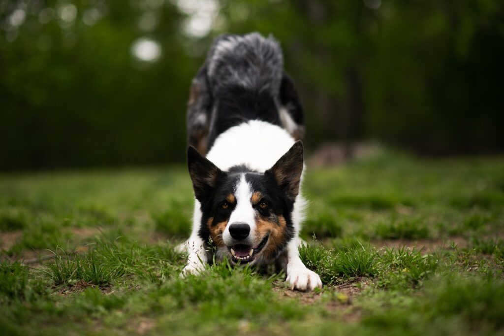 九州フェリーで犬と同伴する際の注意点は？