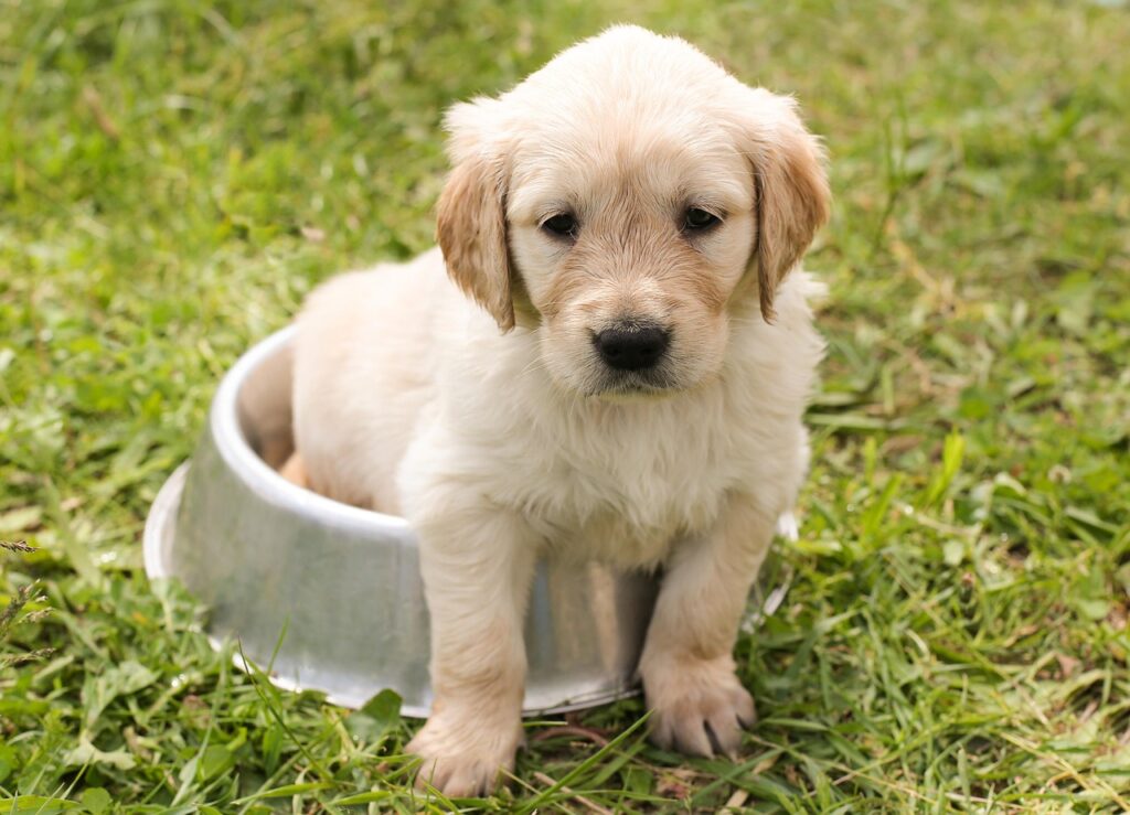 九州犬の飼い方と特徴について知っておくべきことは？