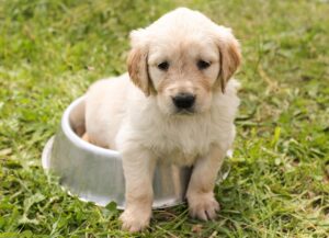 九州犬の飼い方と特徴について知っておくべきことは？