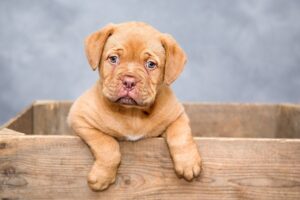 九州犬の飼い方や特徴について知りたいことは？
