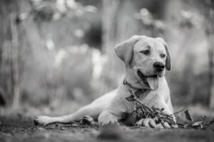 大分で犬と泊まれる宿のおすすめはどこですか？