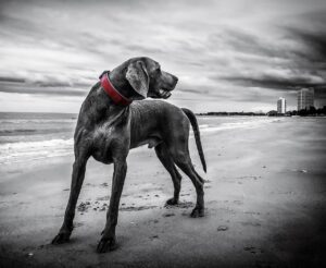 宮崎で犬と泊まれる宿のおすすめは？