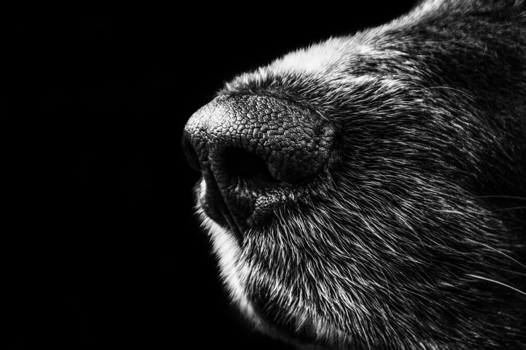 熊本で犬と泊まれる宿のおすすめはどこ？