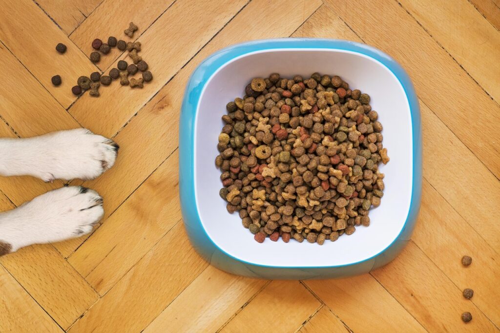 犬と一緒に泊まれる九州のおすすめ宿は？