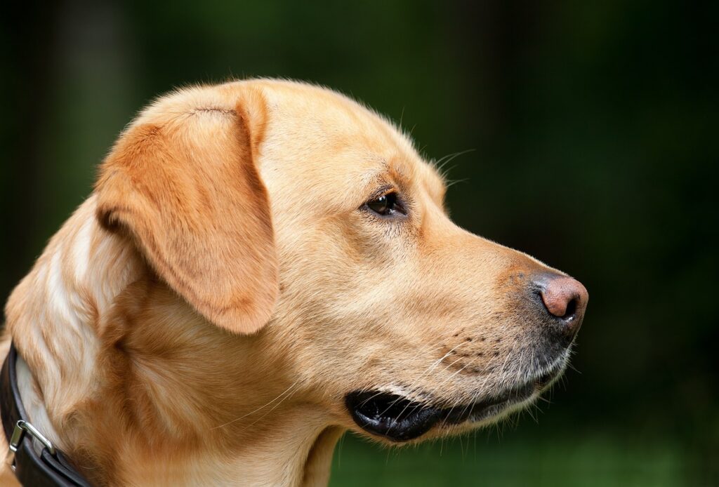 犬泊まれる宿が九州で見つかるおすすめの場所は？