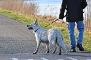 犬連れて行ける場所を九州で探すにはどこがおすすめ？
