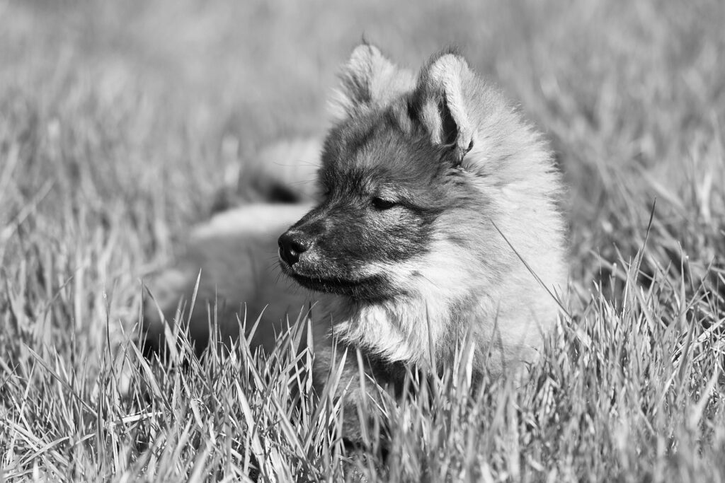 犬と触れ合える九州のおすすめスポットはどこですか？