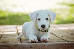 犬と触れ合える九州のおすすめスポットは？