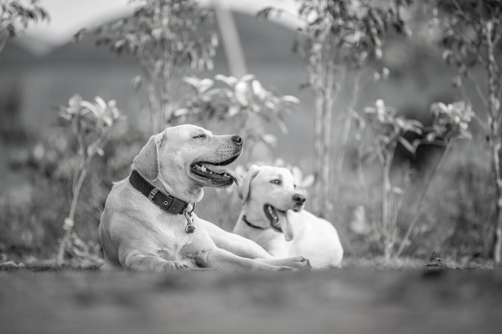 犬と遊べるスポットが満載の九州のおすすめは？