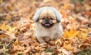 犬連れで快適な九州旅行の持ち物リストは？