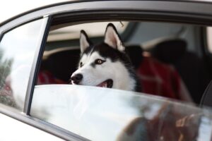 犬連れで楽しむ九州旅行に最適なフェリーは？