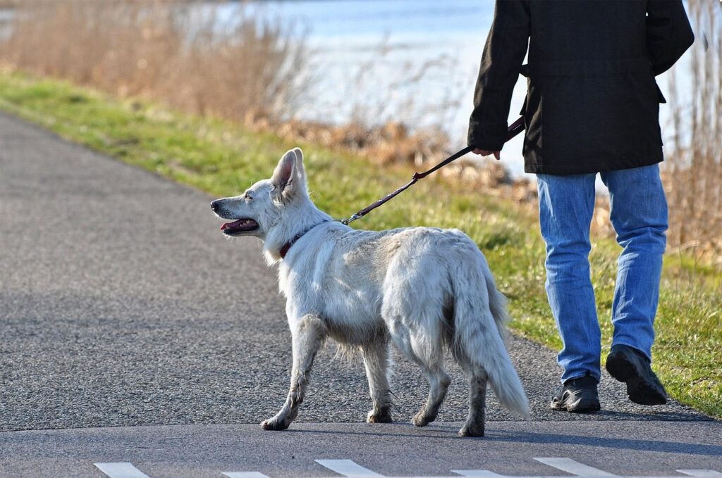 犬連れで楽しむ九州旅行の体験談とは？