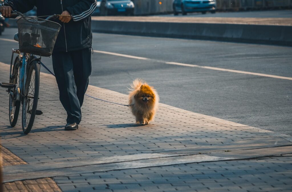 犬連れの九州旅行での体験談を教えてください？