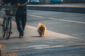 犬連れの九州旅行で知っておくべきコツは？