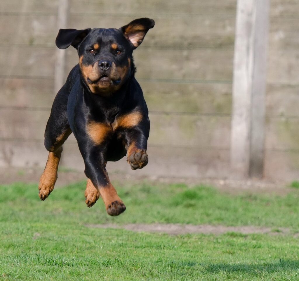 犬と泊まれる宿で九州のドッグラン付きのおすすめは？