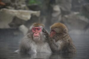 犬と泊まれる宿で楽しむ九州の露天風呂はどこ？