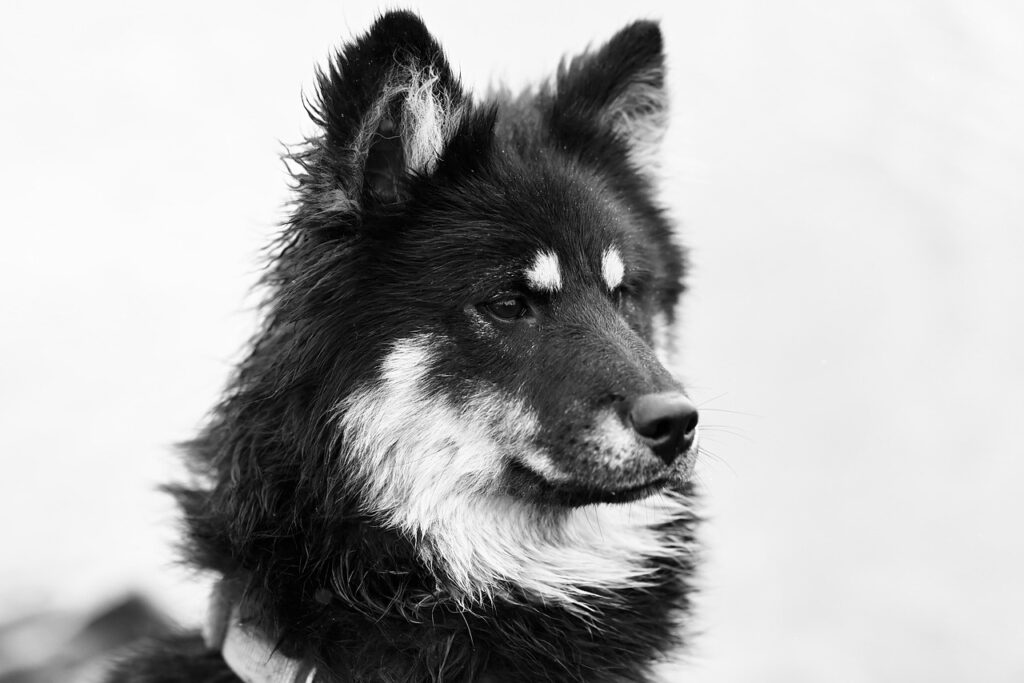 犬と泊まれる宿宮崎でおすすめの場所は？