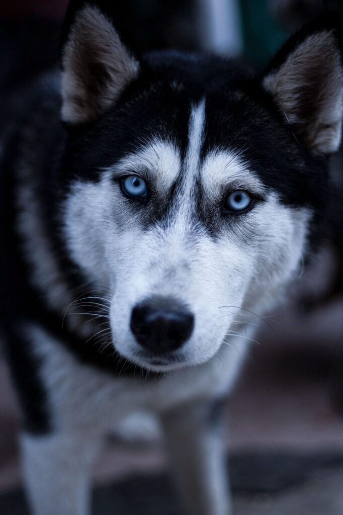 九州のシニア犬に優しい段差なしペット宿はどこですか？
