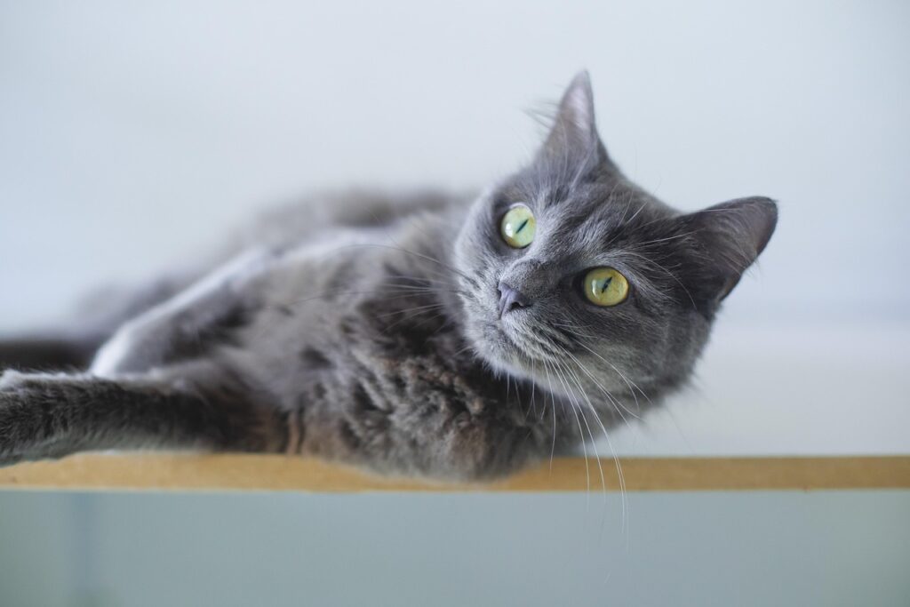 大分のペット宿で猫も泊まれる離れはどこにある？