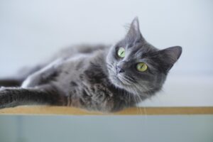 大分のペット宿で猫も泊まれる離れはどこにある？