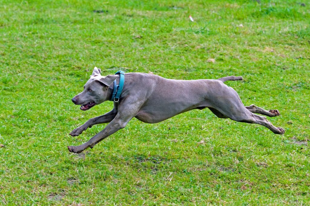 湯布院のペット宿で大型犬可の離れはどこにある？