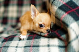 九州でチワワと一緒に過ごしやすいペット宿はどこですか？