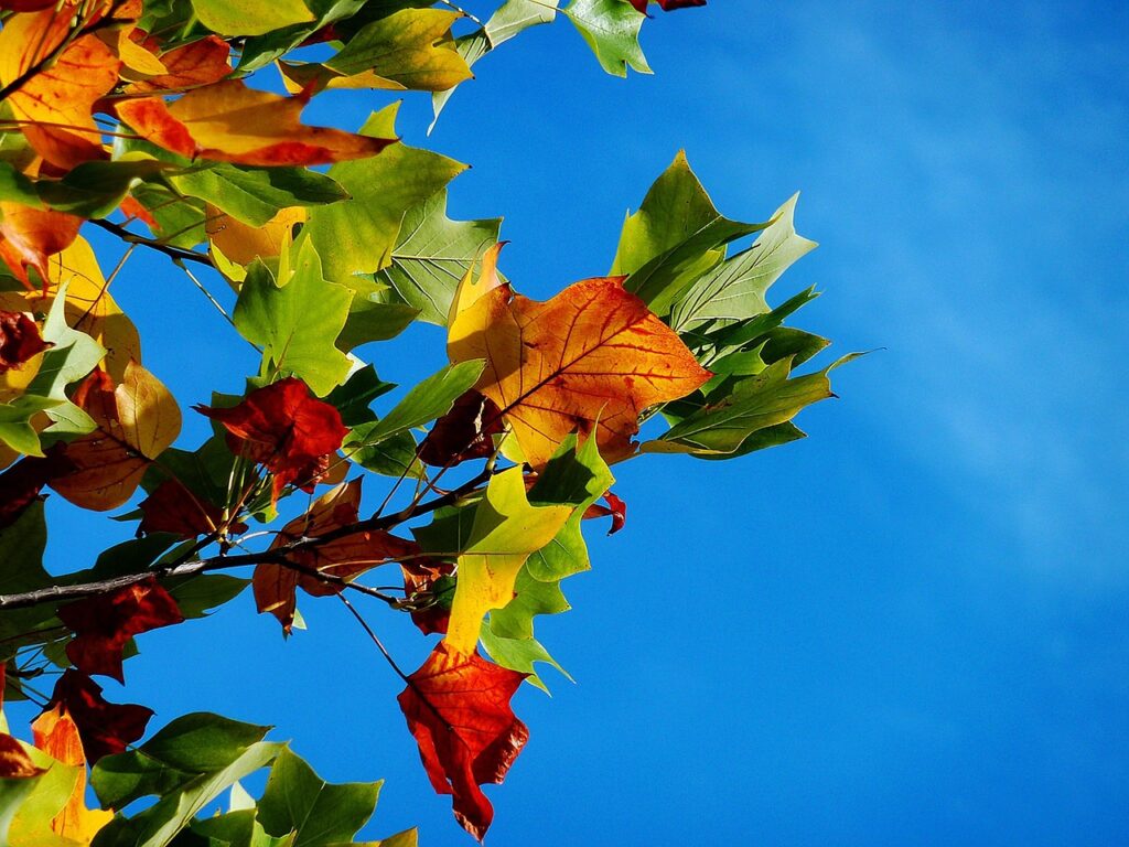 九州でペットと一緒に楽しめる秋の紅葉が綺麗な宿は？