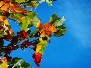 九州でペットと一緒に楽しめる秋の紅葉が綺麗な宿は？