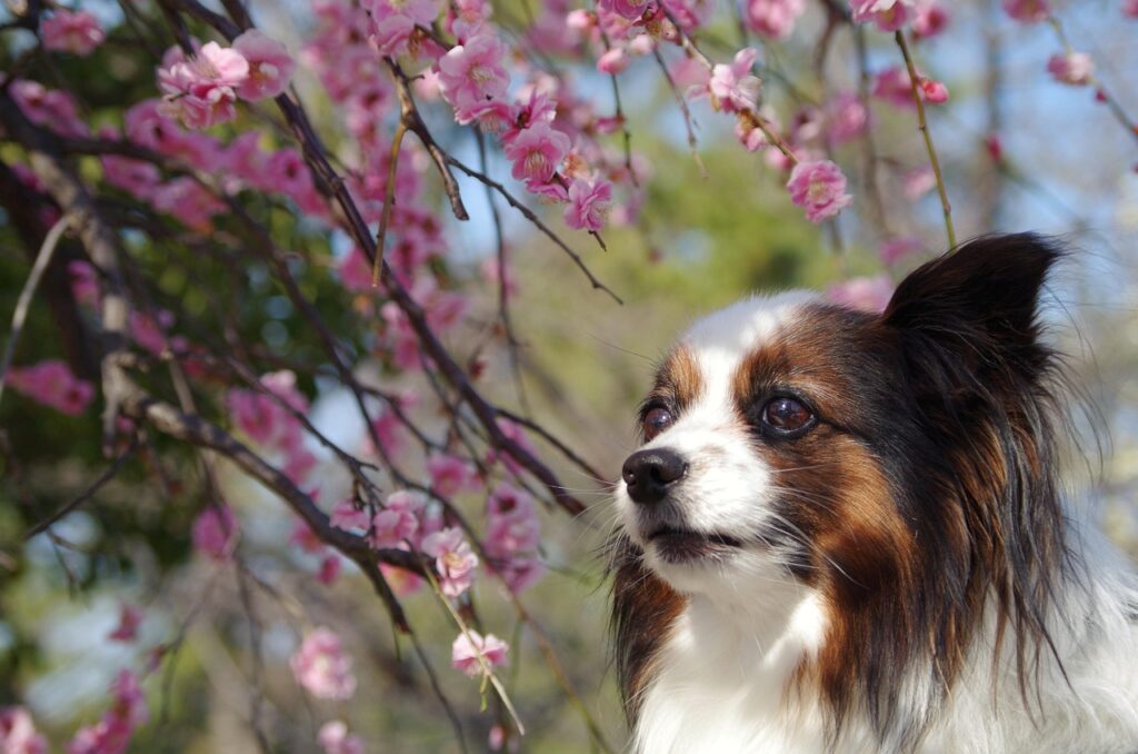 九州のペットと一緒に春の桜が見える宿はどこ？