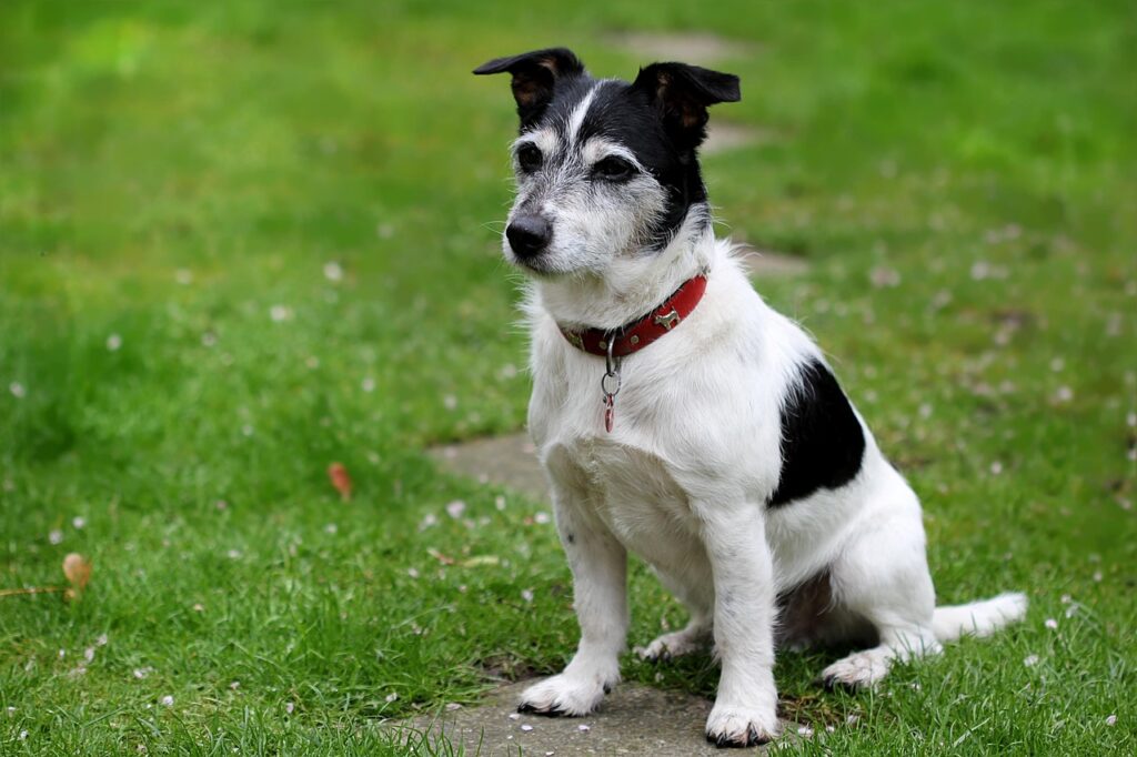 九州のペット宿で中型犬が可な温泉はどこ？