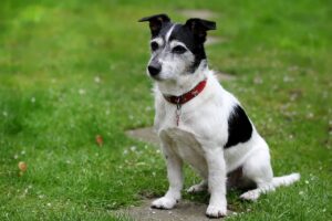九州のペット宿で中型犬が可な温泉はどこ？
