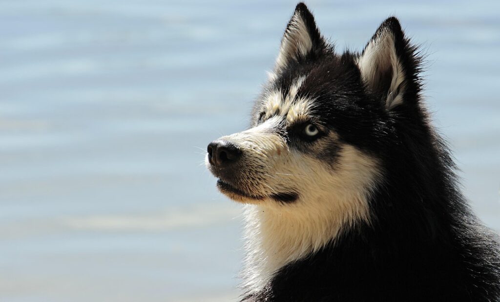 九州のペット宿で珍しい犬種がOKな場所はどこですか？