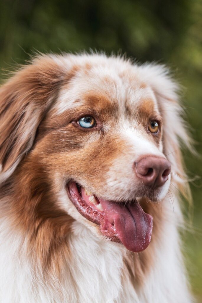 九州のペット宿で離乳食犬用が有りのおすすめ施設は？