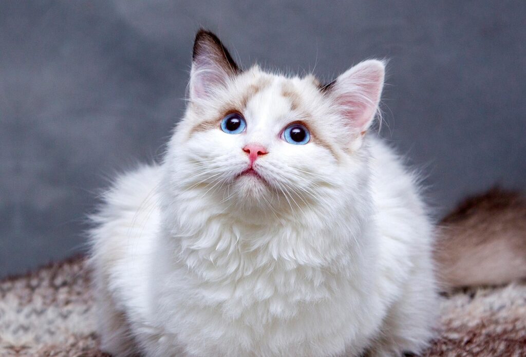 湯布院でペットと一緒に泊まれる宿は猫同伴可能なの？
