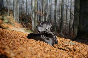 鹿児島の桜島が見えるペットと一緒に泊まれる宿は？