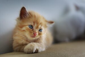 九州でペットと一緒に楽しめる宿の焚き火台レンタルは？